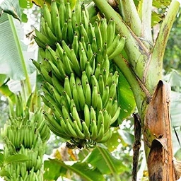 Selecting the Best Bananas